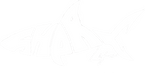 SHARK LIFE